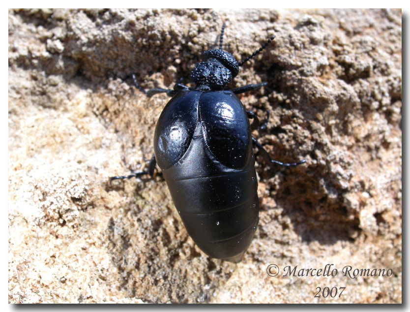 Una femmina di Meloe tuccius corrosus (Coleoptera, Meloidae)